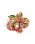 Pinza "Marble flower"